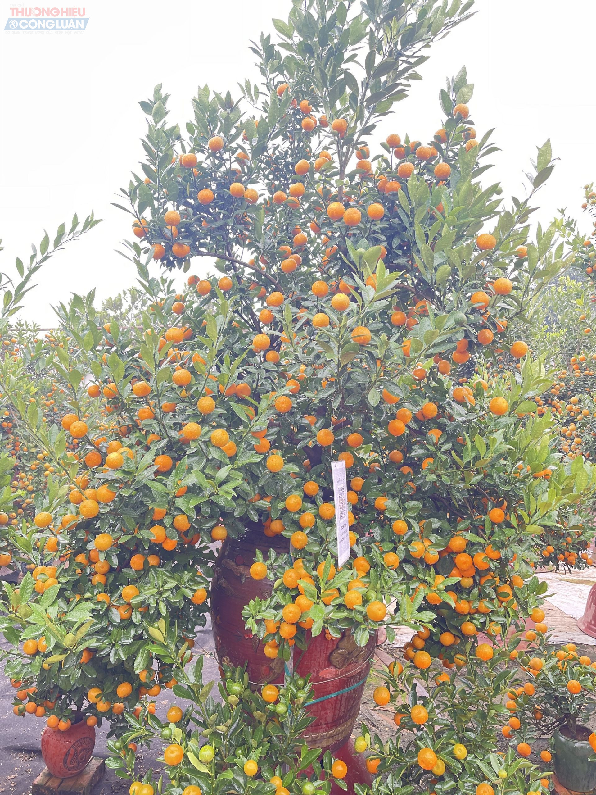 Hai chậu quất trị gi&aacute; 6 triệu đồng/c&acirc;y đ&atilde; được kh&aacute;ch h&agrave;ng đặt trước tại nh&agrave; vườn Đ&igrave;nh Tuấn.