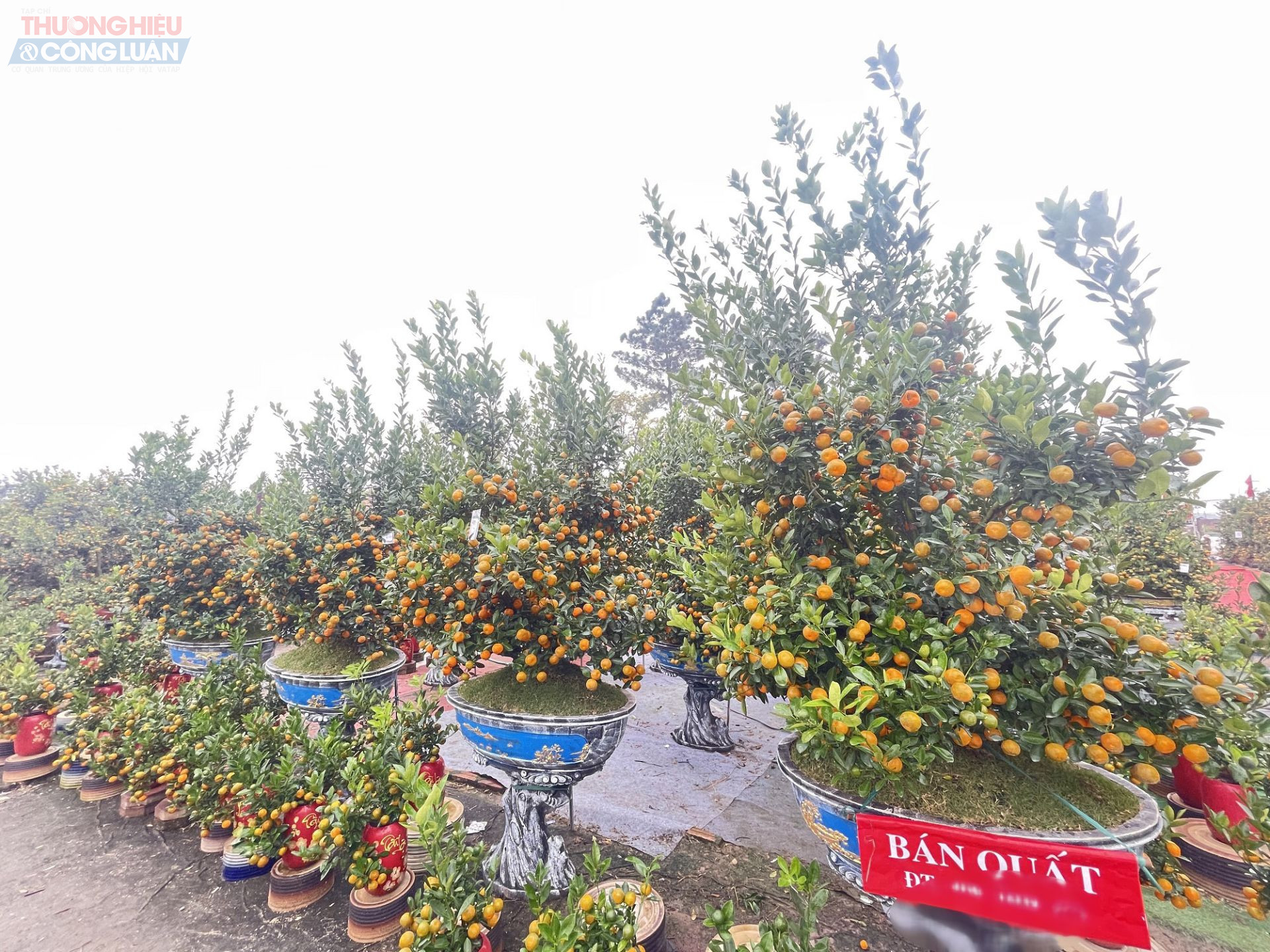 Đại diện nh&agrave; vườn quất cảnh Đ&igrave;nh Tuấn cho biết, gi&aacute; quất tại vườn kh&aacute; đa dạng: quất bonsai từ 300.000 - 500.000 đồng/c&acirc;y; loại cỡ ang 40 - 80 dao động khoảng 6 - 10 triệu đồng/c&acirc;y; c&aacute;c c&acirc;y k&iacute;ch thước lớn c&oacute; gi&aacute; từ 20 triệu đồng/c&acirc;y trở l&ecirc;n.