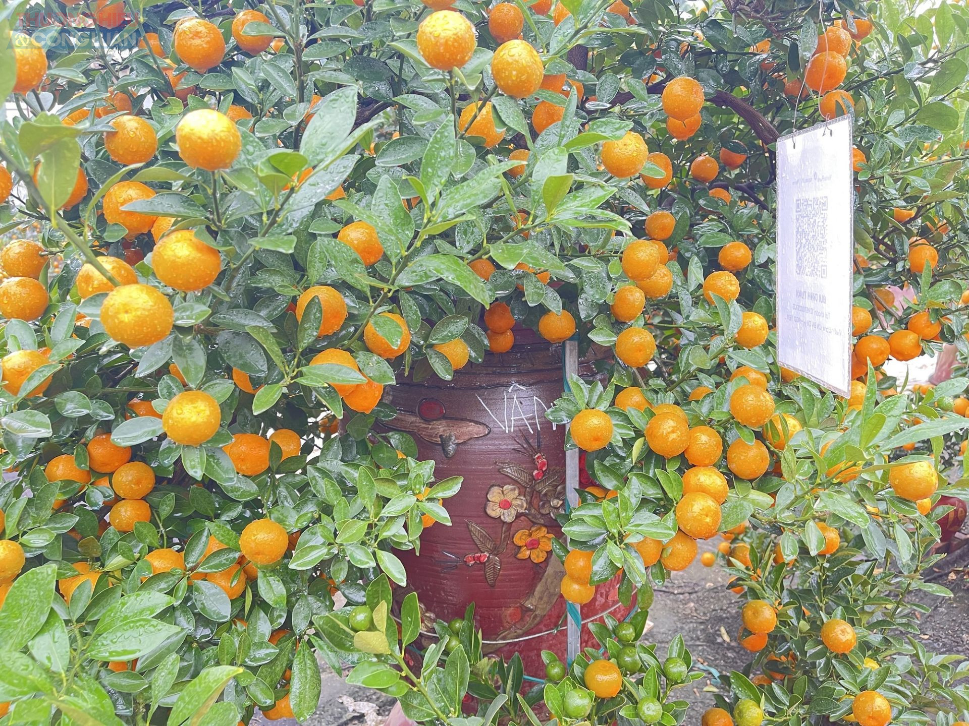 Niềm vui hiện r&otilde; tr&ecirc;n gương mặt người trồng quất Tứ Li&ecirc;n khi quất được m&ugrave;a, được gi&aacute;. Nhiều kh&aacute;ch h&agrave;ng cũng t&igrave;m đến l&agrave;ng quất truyền thống để chọn mua những c&acirc;y quất ưng &yacute;, mang sắc xu&acirc;n về nh&agrave; sớm.