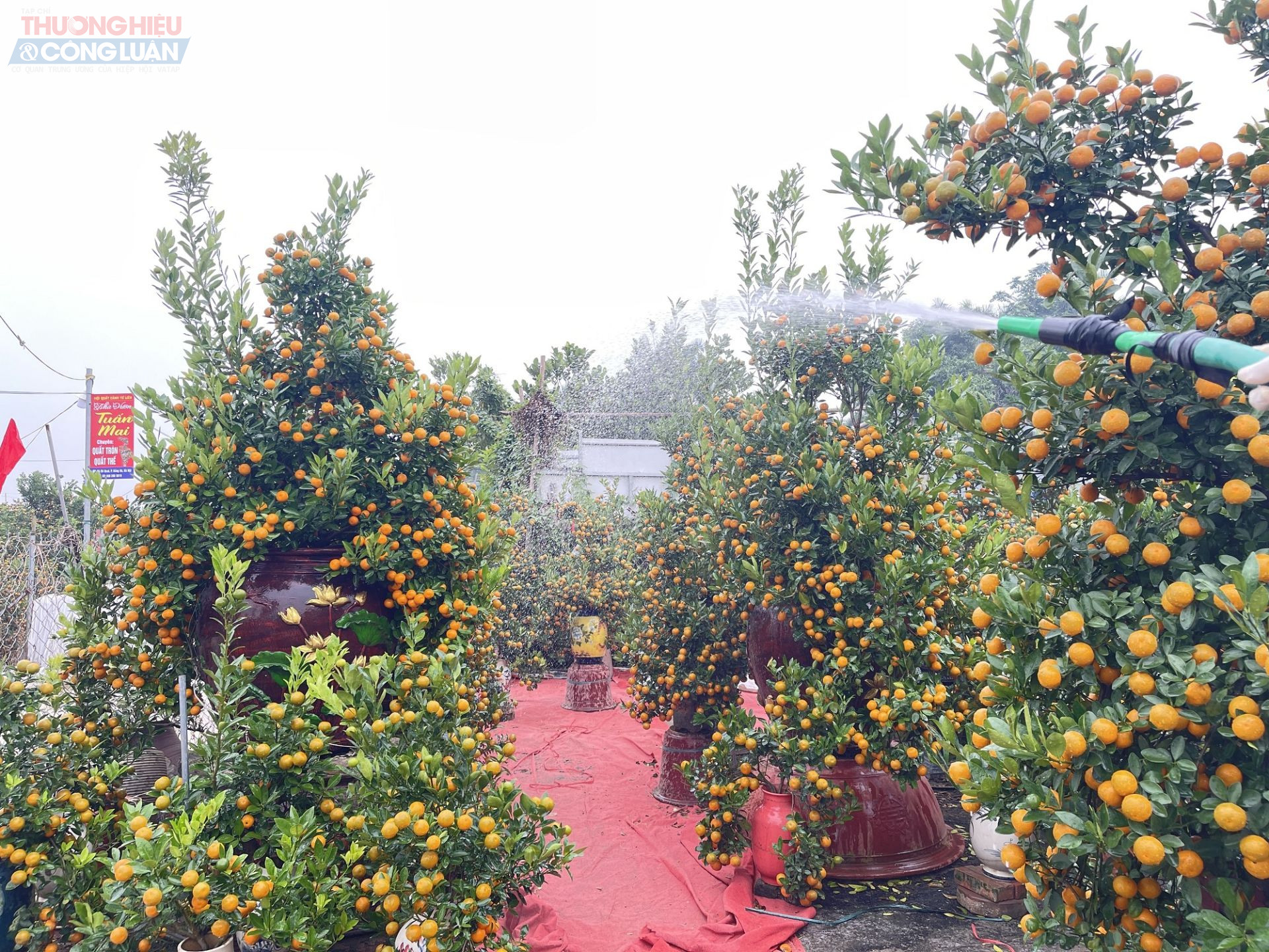 Với người d&acirc;n Tứ Li&ecirc;n, trồng quất kh&ocirc;ng chỉ l&agrave; kế sinh nhai m&agrave; c&ograve;n l&agrave; nghề truyền thống gắn b&oacute; qua nhiều thế hệ. Mỗi vụ Tết l&agrave; dịp để họ thể hiện tay nghề v&agrave; niềm tự h&agrave;o của l&agrave;ng nghề. Từ kh&acirc;u chọn giống, xử l&yacute; ra hoa, căn thời điểm ch&iacute;n cho đến cắt tỉa, tạo thế, tất cả đều đ&ograve;i hỏi sự cẩn trọng v&agrave; kinh nghiệm t&iacute;ch lũy l&acirc;u năm.