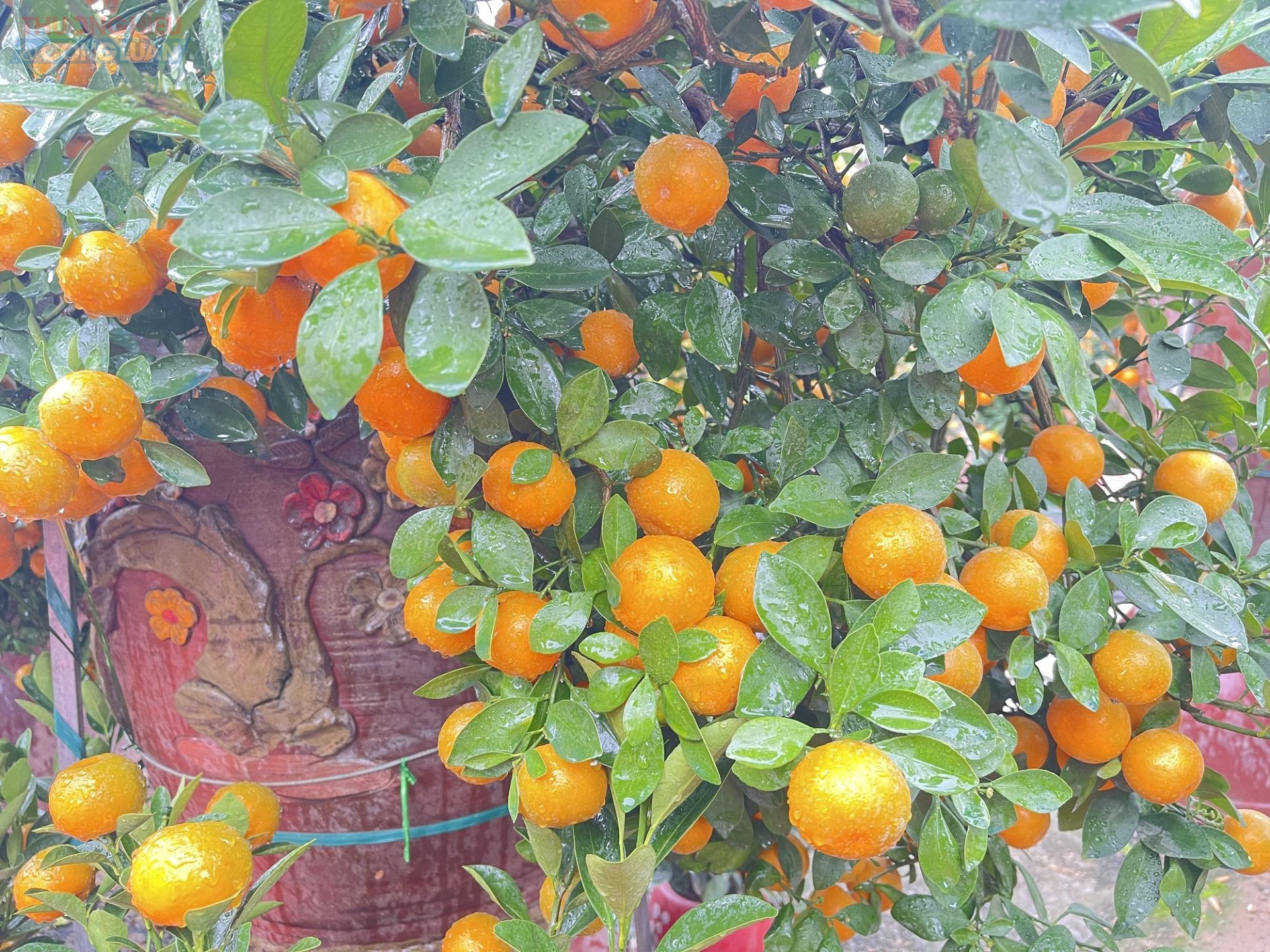 Nhờ thời tiết thuận lợi c&ugrave;ng kinh nghiệm trồng quất l&acirc;u năm, quất Tứ Li&ecirc;n năm nay ph&aacute;t triển đồng đều, quả to, m&agrave;u sắc đẹp, d&aacute;ng thế c&acirc;n đối.