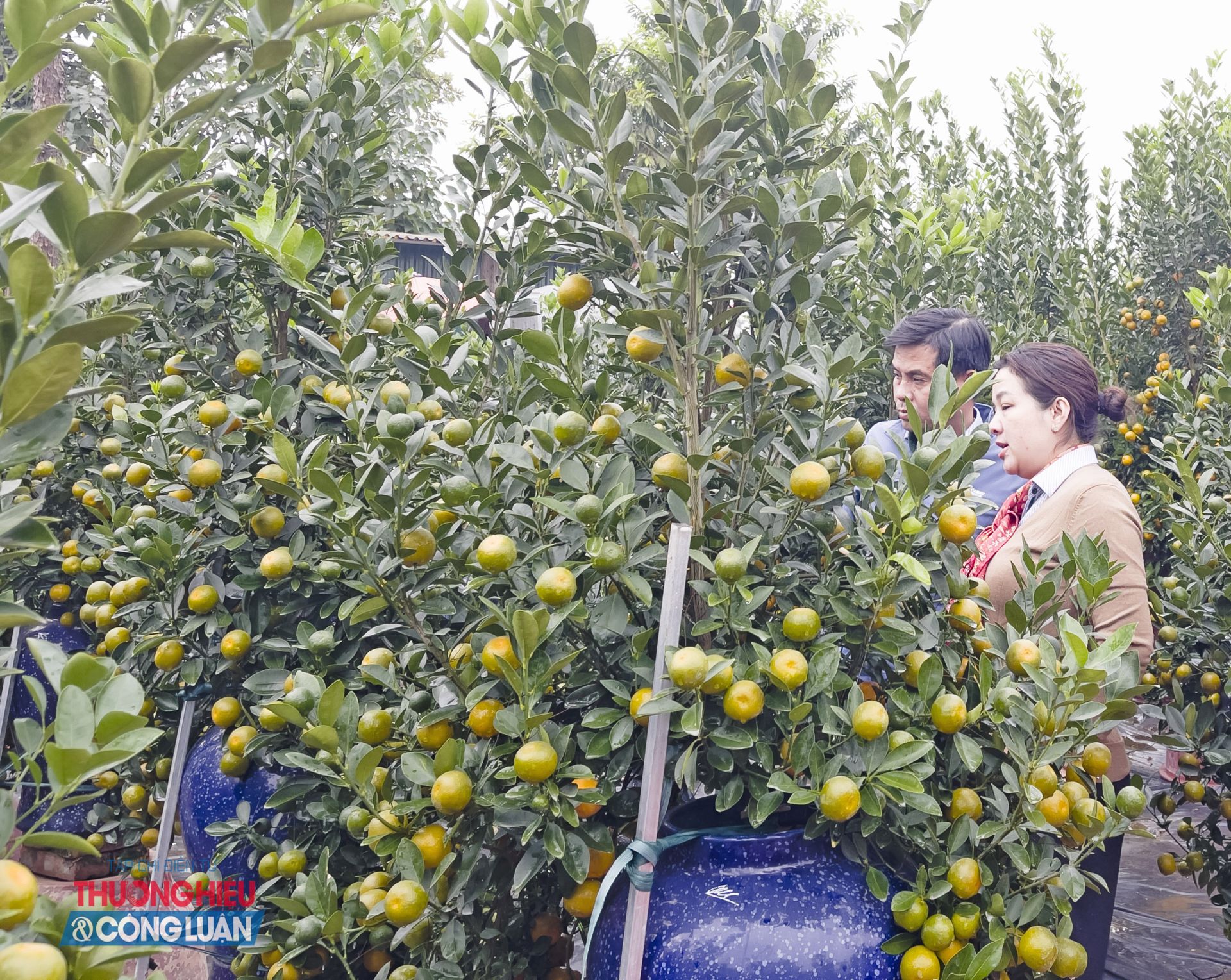 Giữa nhịp sống đ&ocirc; thị ng&agrave;y c&agrave;ng hối hả, sắc v&agrave;ng quất Tứ Li&ecirc;n mỗi độ Tết về vẫn giữ trọn n&eacute;t đẹp truyền thống, g&oacute;p phần tạo n&ecirc;n hương vị Tết H&agrave; Nội - mộc mạc, ấm &aacute;p v&agrave; đầy hy vọng cho một năm mới an khang, đủ đầy.