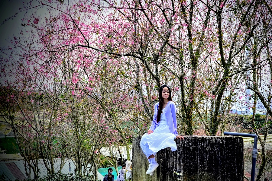 Lễ hội hoa Mai anh đ&agrave;o - Đ&agrave; Lạt xu&acirc;n 2026 diễn ra từ ng&agrave;y 16-1 đến ng&agrave;y 5-2 với chủ đề 