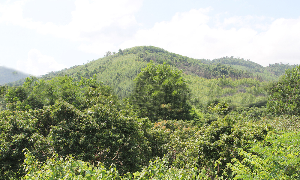 Bắc Ninh ban hành định khung giá rừng mới