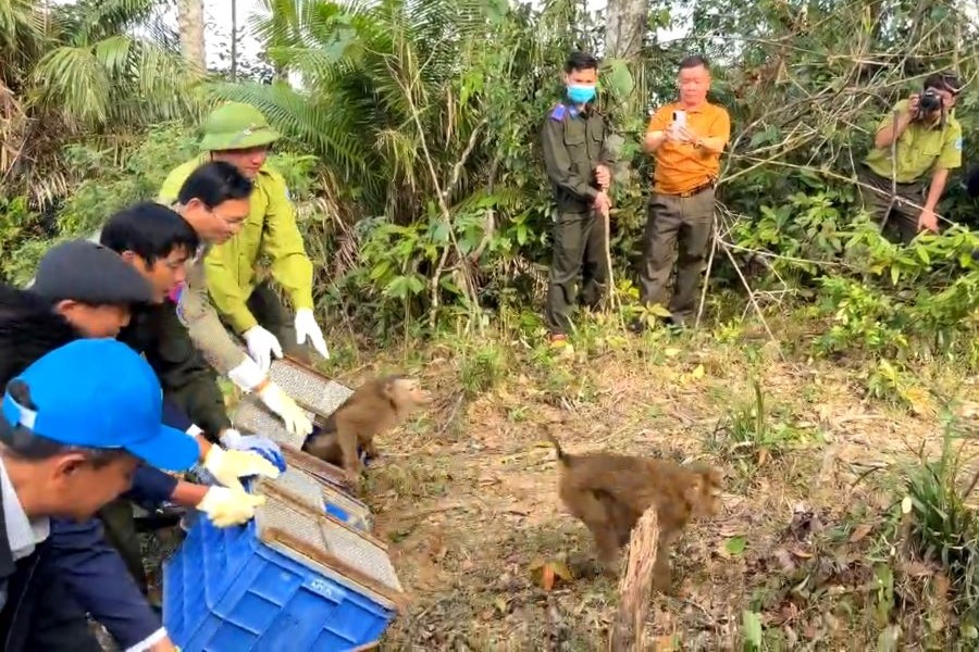 Lực lượng chức năng thả c&aacute;c c&aacute; thể khỉ về m&ocirc;i trường tự nhi&ecirc;n