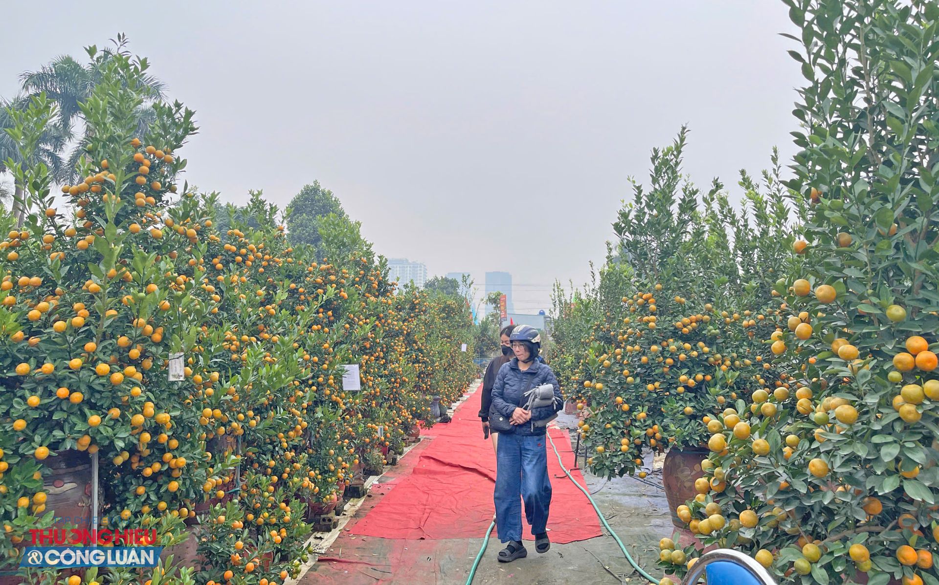 Làng quất Tứ Liên vào mùa Tết: Rực rỡ sắc xuân, nhộn nhịp chốt đơn sớm