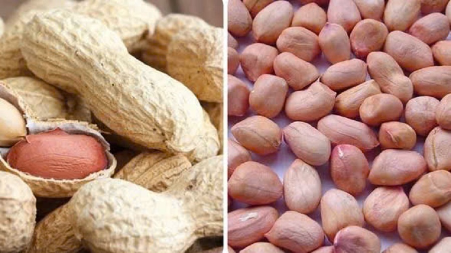 Để ăn lạc an to&agrave;n, h&atilde;y chọn lạc tươi, kh&ocirc;ng mốc, kh&ocirc;ng c&oacute; m&ugrave;i lạ hoặc đổi m&agrave;u