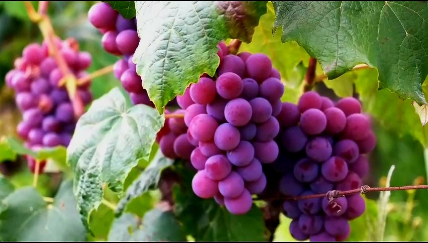 L&agrave;o Cai ch&uacute; trọng ph&aacute;t triển sản phẩm OCOP gắn với du lịch