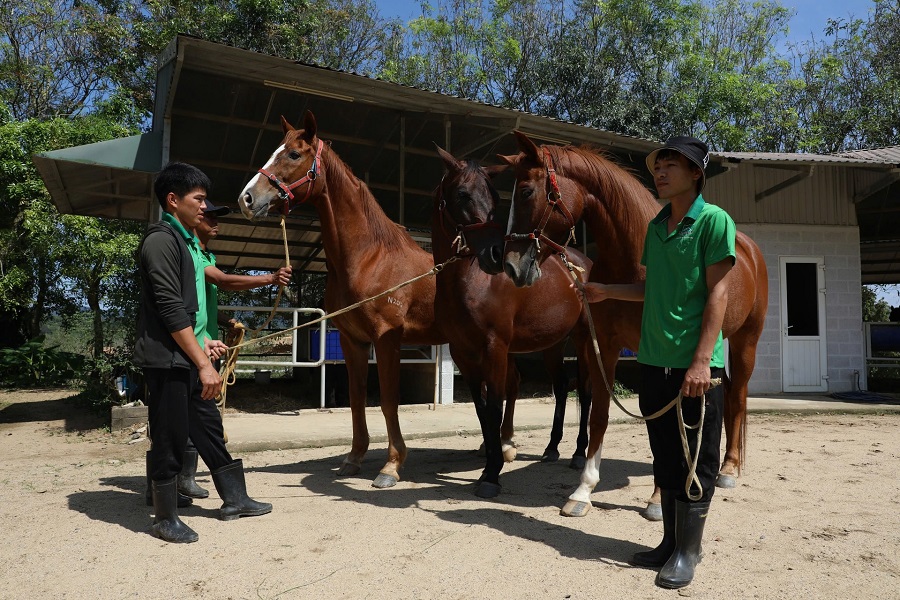 Tại Trường đua Thi&ecirc;n M&atilde; Mađagui đang nu&ocirc;i v&agrave; chăm s&oacute;c h&agrave;ng chục ngựa giống chất lượng cao