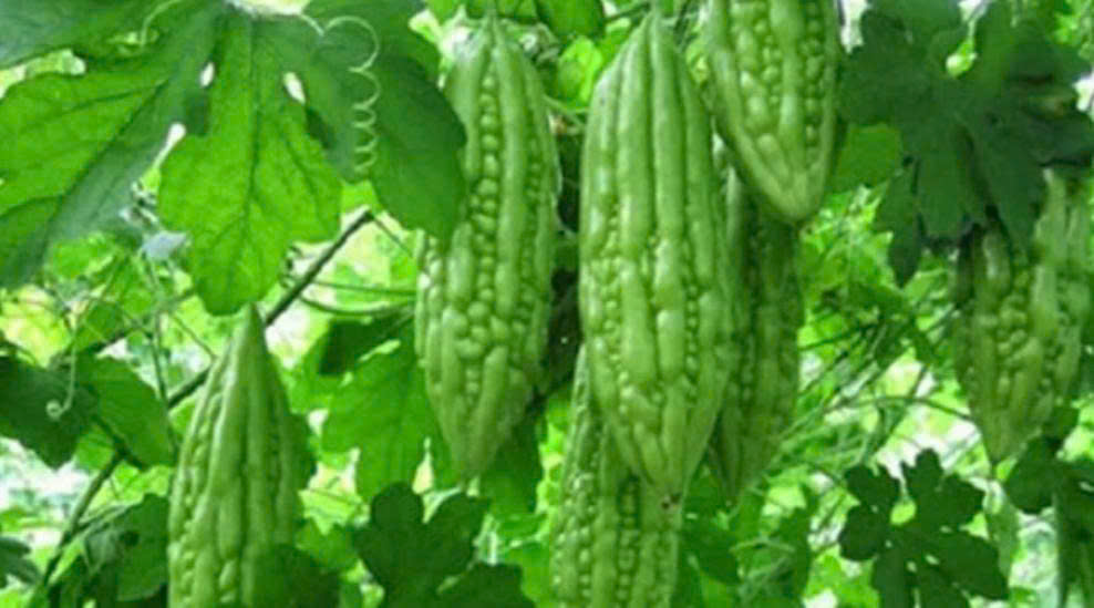 Những món ăn vị đắng quen thuộc giúp hỗ trợ thận