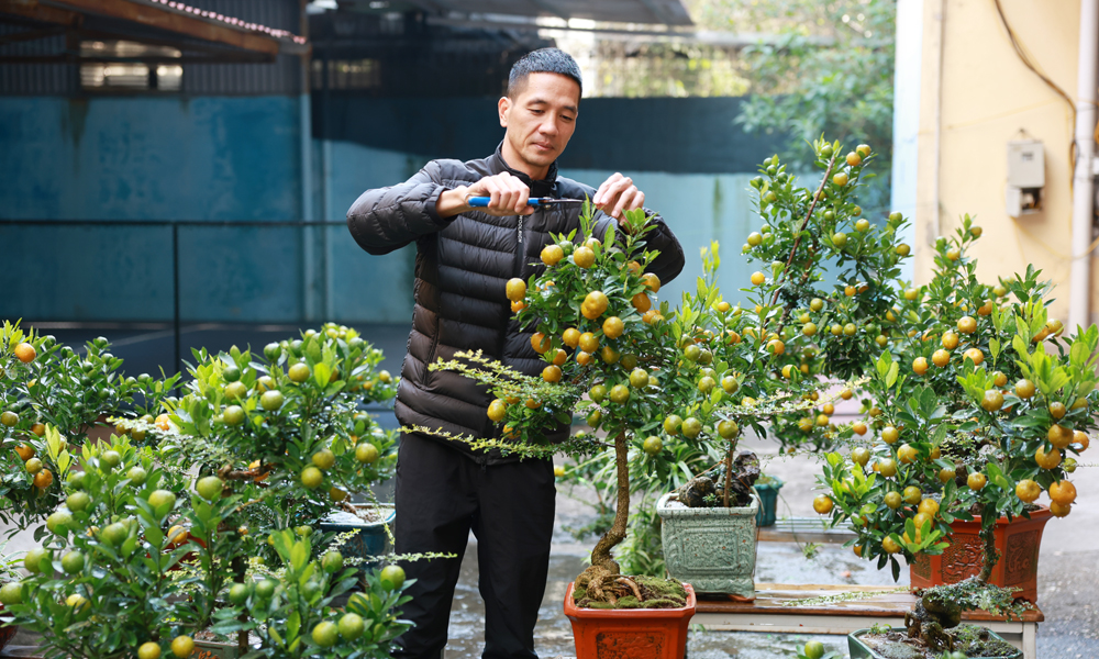 Anh Phan Trung Hải chăm s&oacute;c quất cảnh tại đường Ng&ocirc; Văn Cảnh (phường Bắc Giang).