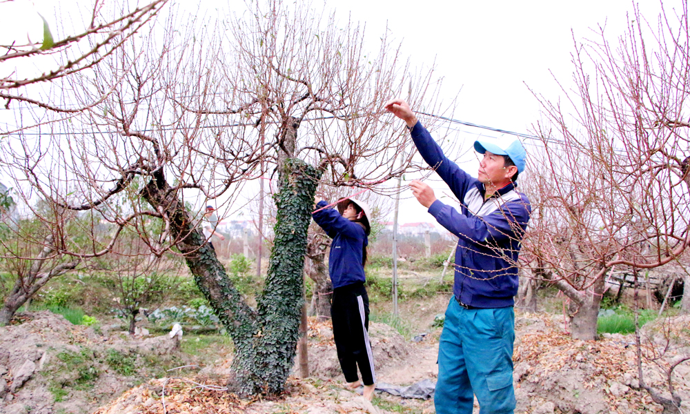 Bắc Ninh: Thị trường hoa, cây cảnh sôi động trước Tết