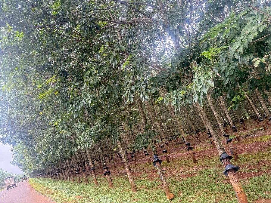 Giá cao su hôm nay 19/1: Phiên giao dịch đầu tuần ảm đạm