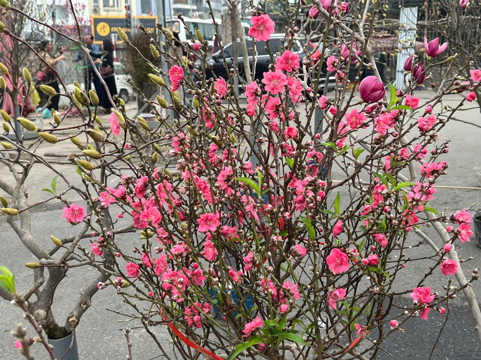 Để hoa đào nở đúng Tết: Nghệ thuật canh hoa của người trồng đào Việt