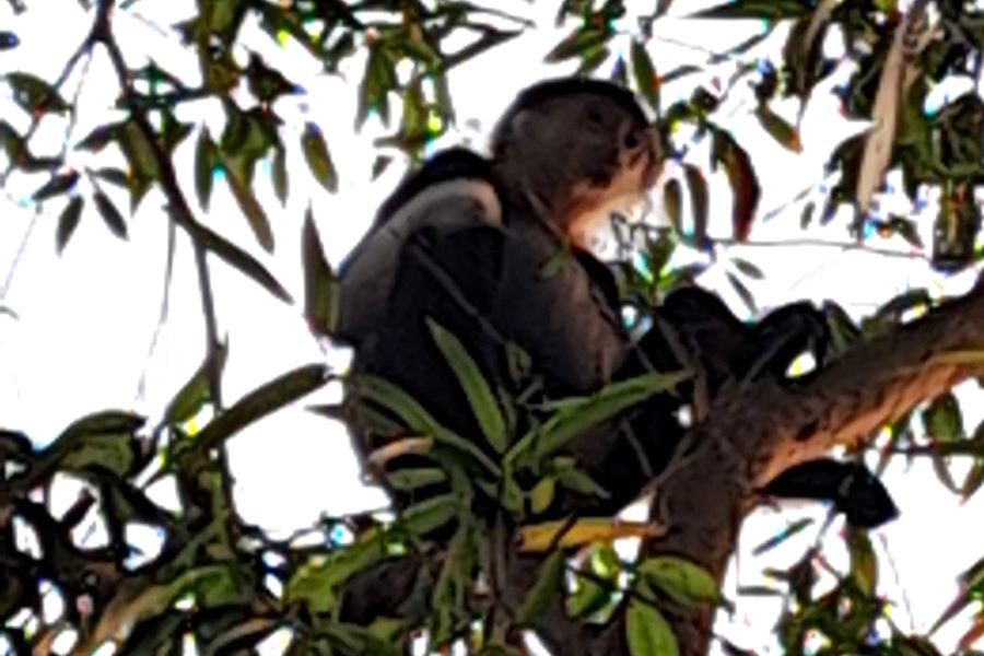 C&aacute; thể voọc&nbsp; xuất hiện tr&ecirc;n vườn c&acirc;y nh&agrave; d&acirc;n
