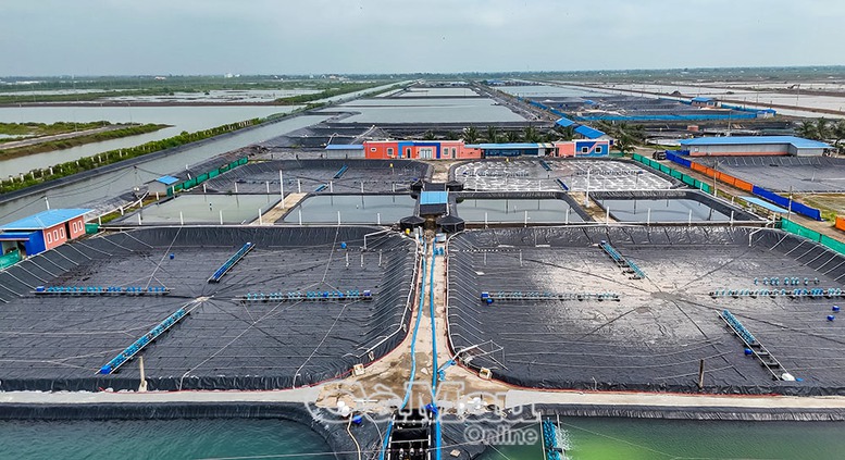 M&ocirc; h&igrave;nh nu&ocirc;i t&ocirc;m c&ocirc;ng nghệ cao ph&aacute;t triển theo hướng bền vững, th&iacute;ch ứng với biến đổi kh&iacute; hậu.