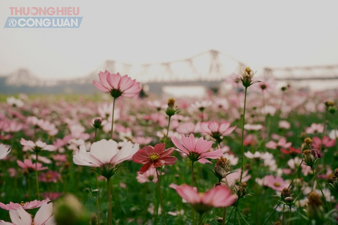 Nằm khuất dưới nhịp cầu Long Bi&ecirc;n cổ k&iacute;nh, bến hoa Ph&uacute;c X&aacute; (phường Hồng H&agrave;) đang trở th&agrave;nh t&acirc;m điểm ch&uacute; &yacute; của giới trẻ H&agrave; Nội trong những ng&agrave;y đầu năm.