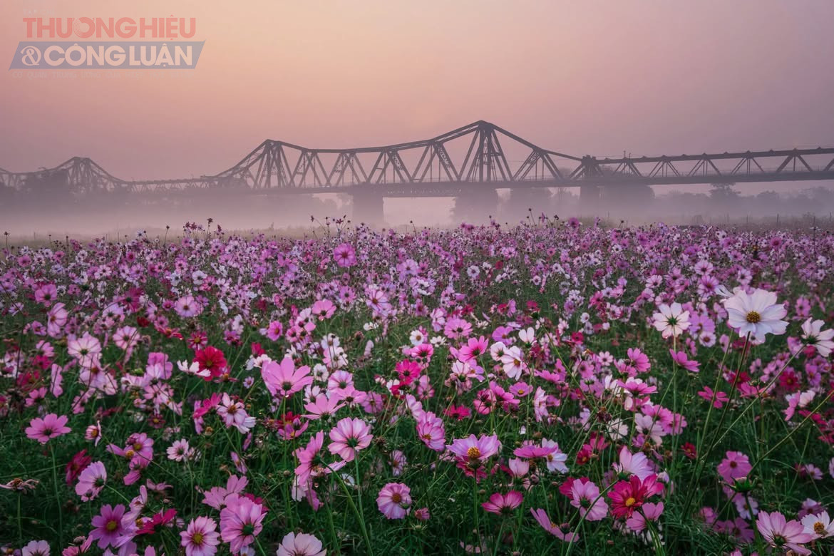 Tr&ecirc;n nền b&atilde;i bồi ven s&ocirc;ng Hồng, h&agrave;ng ng&agrave;n b&ocirc;ng c&uacute;c bướm khoe sắc hồng, trắng, v&agrave;ng nhạt, trải d&agrave;i th&agrave;nh những thảm hoa mềm mại, đung đưa theo gi&oacute;. Xen kẽ l&agrave; những luống hoa cải v&agrave;ng rực, tạo n&ecirc;n sự h&ograve;a quyện h&agrave;i h&ograve;a giữa c&aacute;c gam m&agrave;u, mang đến kh&ocirc;ng kh&iacute; xu&acirc;n tươi mới, y&ecirc;n b&igrave;nh.