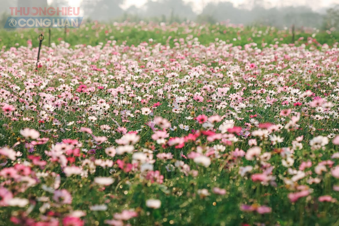 Hoa c&aacute;nh bướm (c&ograve;n gọi l&agrave; hoa sao nh&aacute;i) l&agrave; lo&agrave;i c&acirc;y th&acirc;n thảo, mọc th&agrave;nh từng kh&oacute;m, chiều cao trung b&igrave;nh khoảng 70&ndash;80 cm. C&aacute;nh hoa mỏng, mềm, x&ograve;e đều như c&aacute;nh bướm, nở quanh năm với nhiều gam m&agrave;u tươi tắn. Tại khu vực dưới ch&acirc;n cầu Long Bi&ecirc;n, hoa được trồng chủ yếu với hai sắc hồng v&agrave; v&agrave;ng, tạo n&ecirc;n thảm hoa h&agrave;i h&ograve;a, nổi bật giữa kh&ocirc;ng gian ven s&ocirc;ng.
