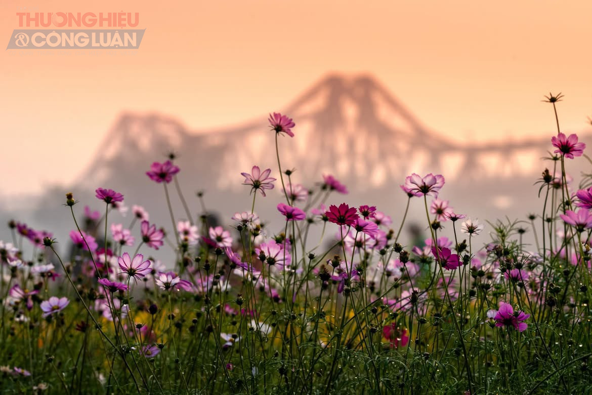 Nhờ được chăm s&oacute;c thường xuy&ecirc;n, vườn hoa ng&agrave;y c&agrave;ng xanh tốt, g&oacute;p phần tạo n&ecirc;n kh&ocirc;ng gian sinh hoạt cộng đồng, điểm dừng ch&acirc;n thư gi&atilde;n cho người d&acirc;n Thủ đ&ocirc;. Trong những ng&agrave;y gi&aacute;p Tết, sắc hoa c&uacute;c bướm dưới ch&acirc;n cầu Long Bi&ecirc;n kh&ocirc;ng chỉ t&ocirc; điểm cho cảnh quan đ&ocirc; thị m&agrave; c&ograve;n mang đến cảm gi&aacute;c an y&ecirc;n, b&aacute;o hiệu một m&ugrave;a xu&acirc;n mới đang đến rất gần.