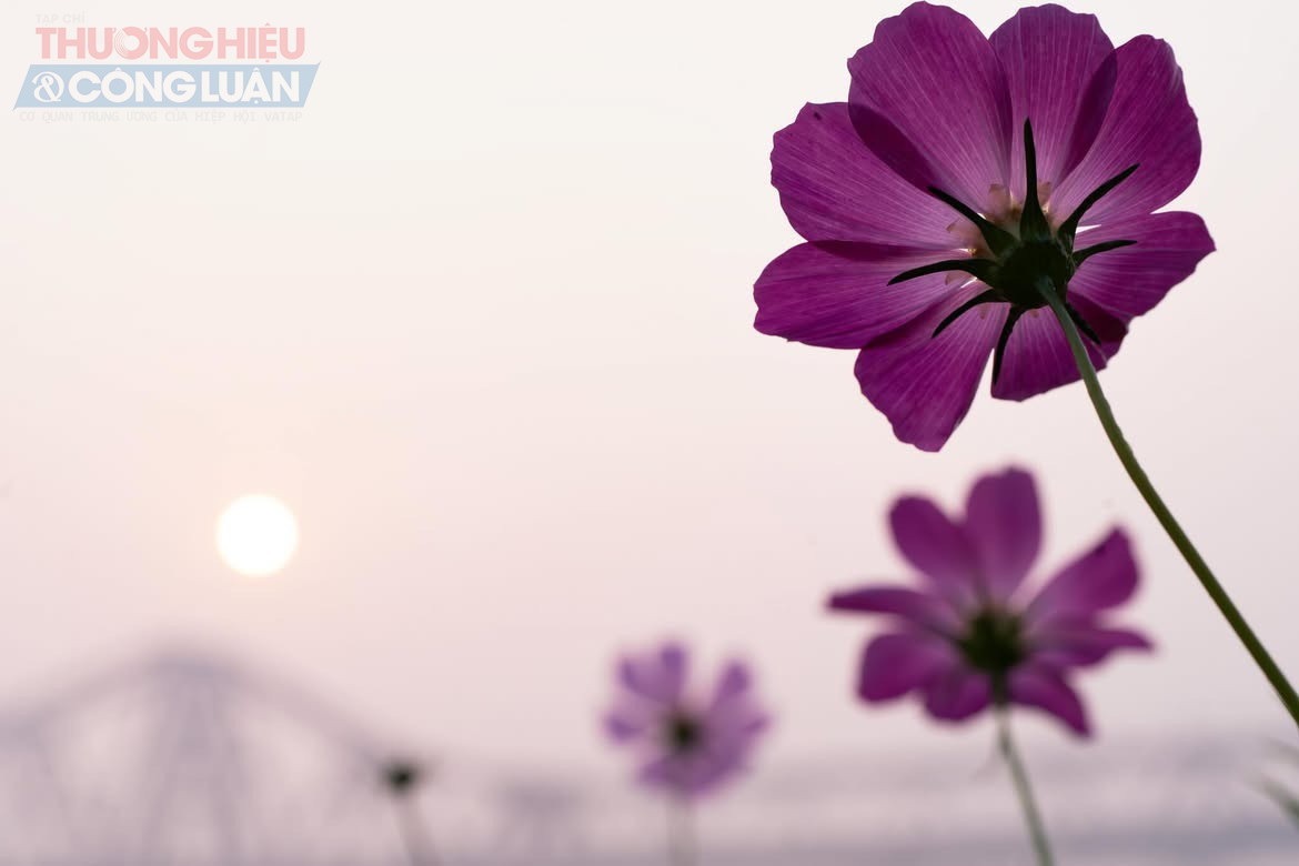 V&agrave;o những ng&agrave;y nắng đẹp, khu vực n&agrave;y trở n&ecirc;n rộn r&agrave;ng hơn khi nhiều người t&igrave;m đến dạo chơi, chụp ảnh, ghi lại những khoảnh khắc đẹp giữa kh&ocirc;ng gian ngập tr&agrave;n sắc hoa v&agrave; gi&oacute; s&ocirc;ng m&aacute;t l&agrave;nh.