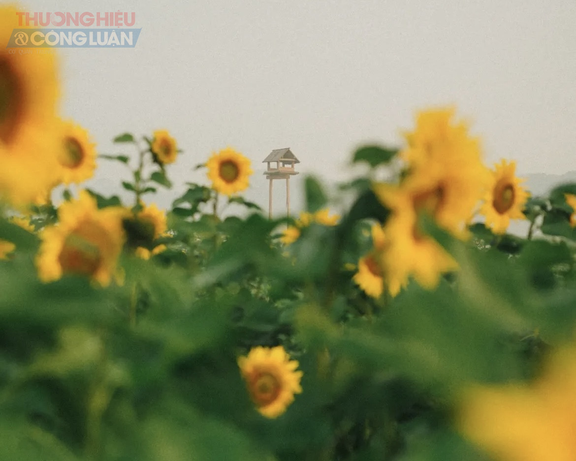 C&aacute;nh đồng hoa l&agrave; c&ocirc;ng tr&igrave;nh &yacute; nghĩa, th&agrave;nh quả của phối hợp giữa Hội Li&ecirc;n hiệp Phụ nữ, Hội Cựu chiến binh, Đo&agrave;n Thanh ni&ecirc;n v&agrave; người d&acirc;n địa phương trong h&agrave;nh tr&igrave;nh hồi sinh v&ugrave;ng đất bỏ hoang trở th&agrave;nh tour du lịch xanh bờ vở s&ocirc;ng Hồng.