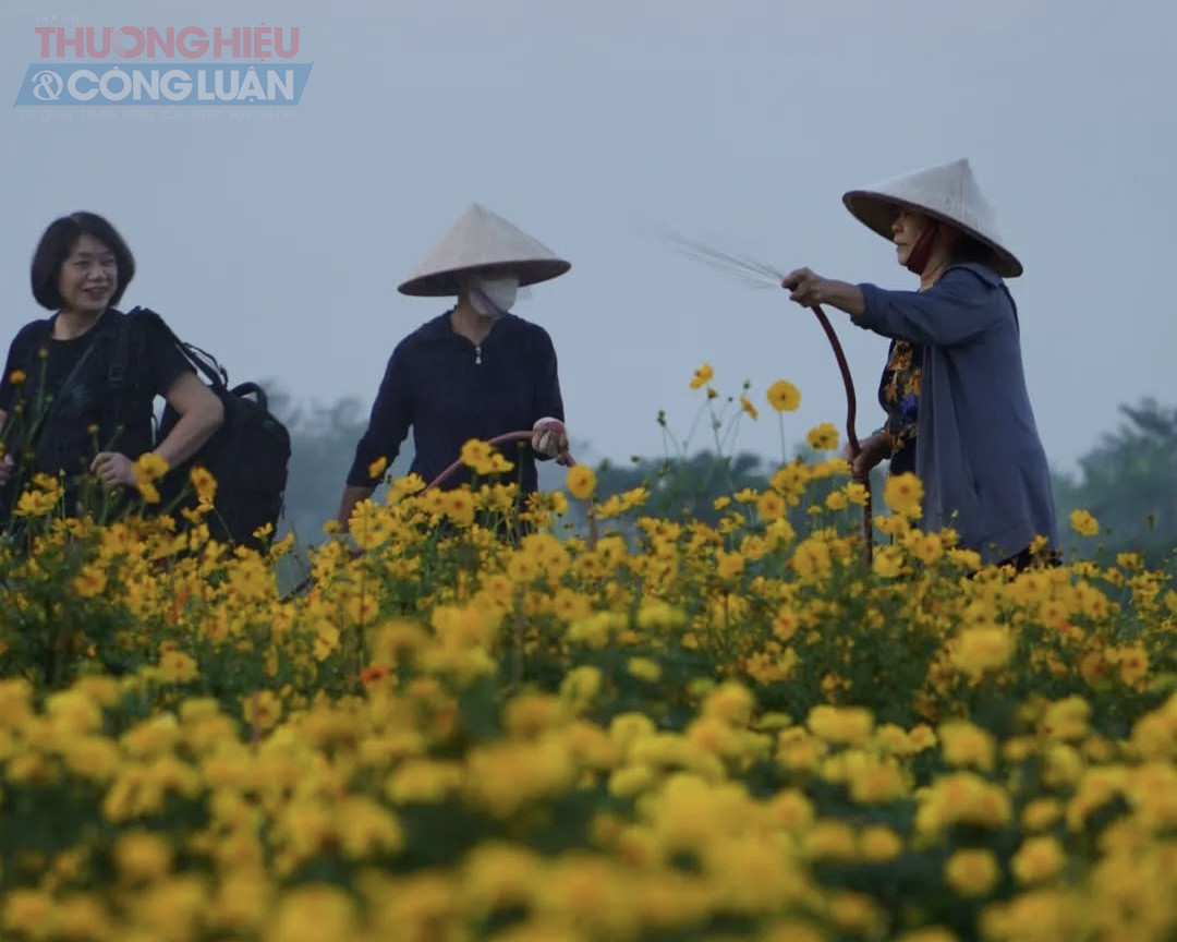 Theo người d&acirc;n địa phương, khu đất n&agrave;y vốn l&agrave; b&atilde;i bồi hoang h&oacute;a, từng bị ảnh hưởng nặng nề sau c&aacute;c đợt lũ s&ocirc;ng Hồng. Nhờ sự chung tay cải tạo của người d&acirc;n, nơi đ&acirc;y dần &ldquo;thay da đổi thịt&rdquo;, trở th&agrave;nh vườn hoa rộng lớn, thu h&uacute;t đ&ocirc;ng đảo người d&acirc;n v&agrave; du kh&aacute;ch đến tham quan, chụp ảnh.