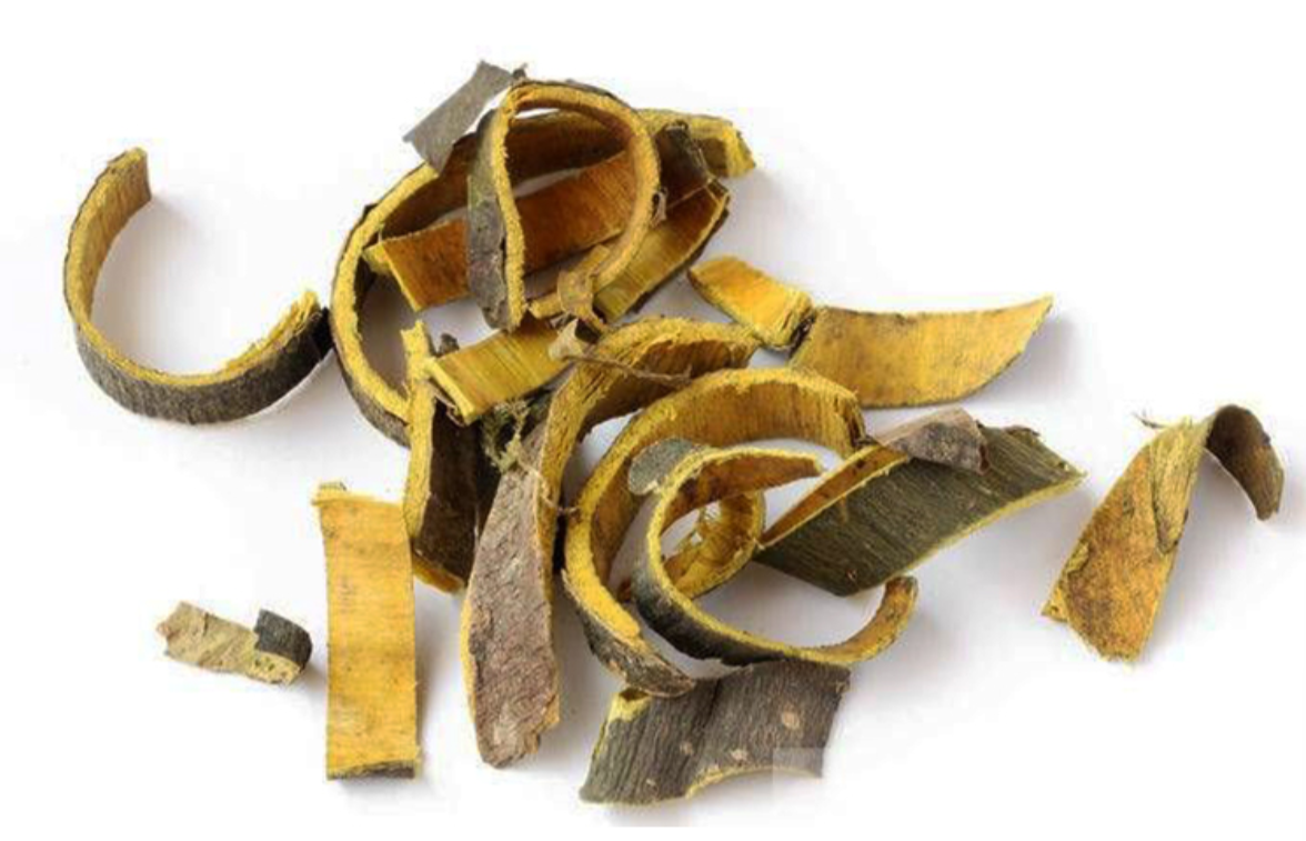 Ho&agrave;ng b&aacute; vừa gi&uacute;p hạ huyết &aacute;p vừa gi&uacute;p giảm mỡ m&aacute;u