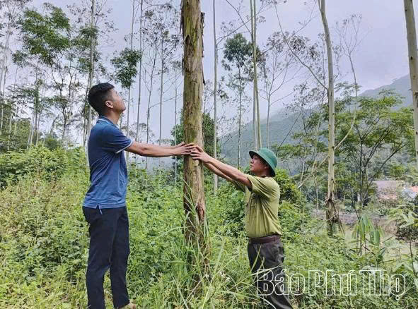 Phú Thọ có hơn 60 nghìn ha rừng đạt chứng chỉ quản lý rừng bền vững