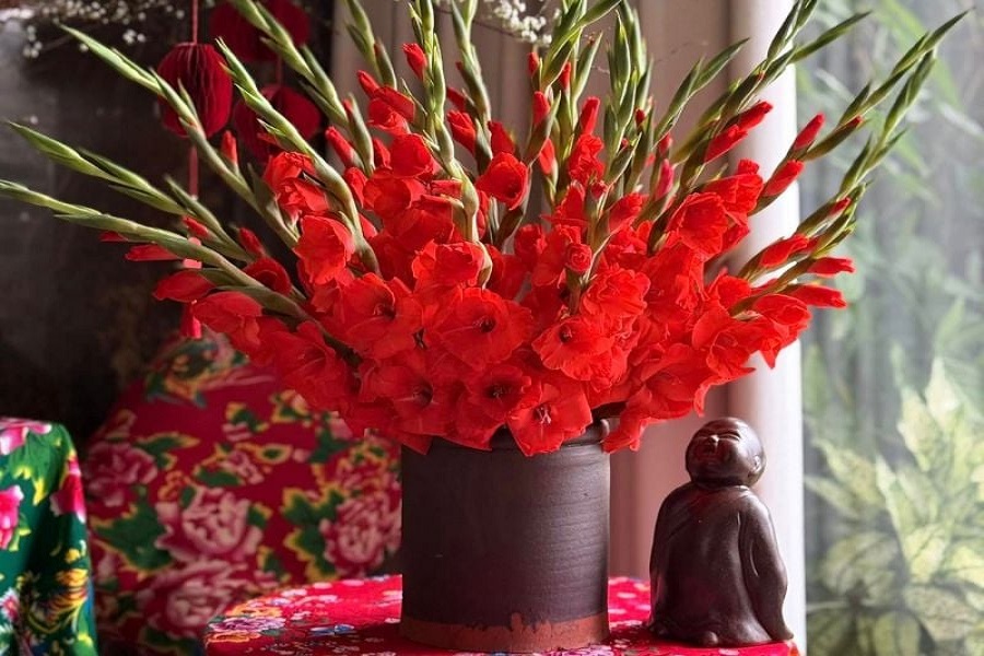 Hoa lay ơn đỏ. Ảnh: Minh họa