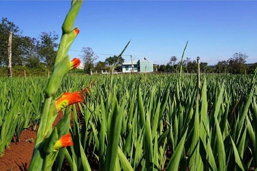 Hoa lay ơn được trồng nhiều v&agrave;o dịp Tết. Ảnh: Minh họa