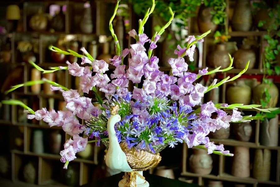 Hoa lay ơn t&iacute;m.