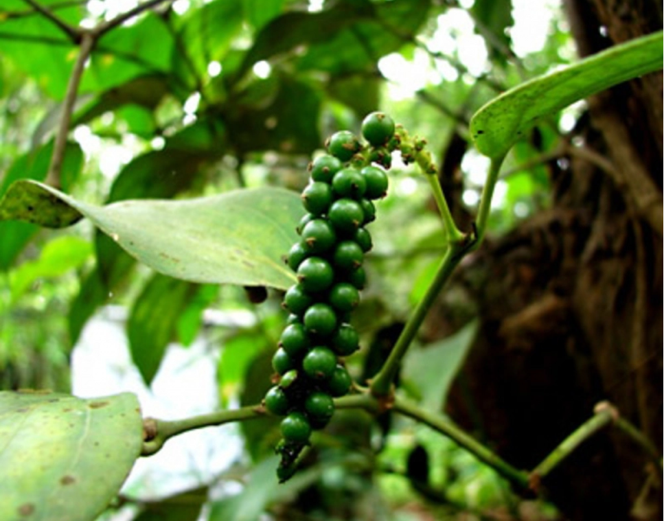 Giá tiêu hôm nay 21/1: Đi ngang, cao nhất 148.500 đồng/kg