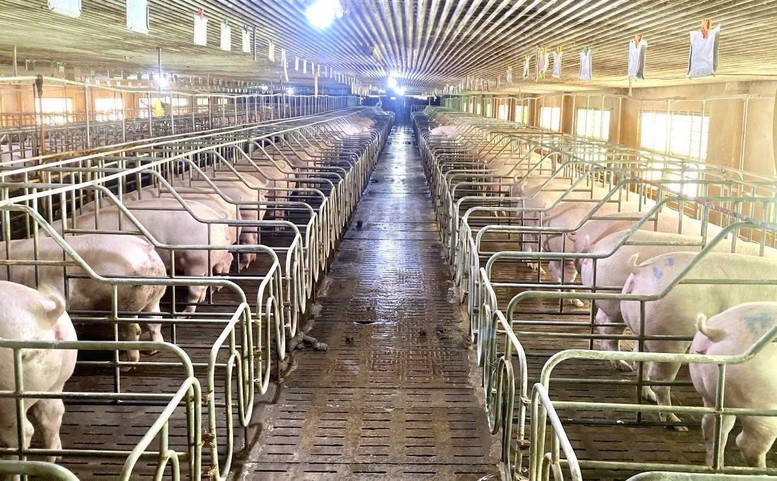 Chăn nuôi hiện đại: Động lực mới cho tăng trưởng và xuất khẩu