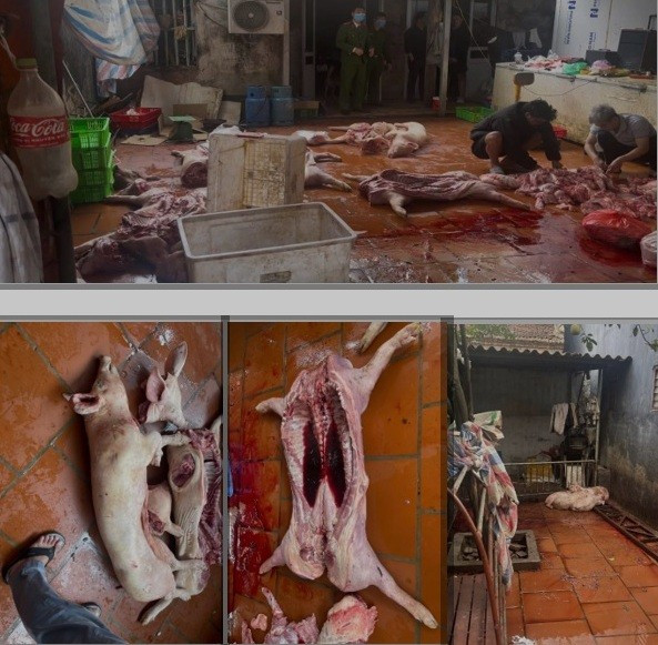 Hiện trường giết mổ, sơ chế thịt lợn nhiễm bệnh Hiện trường giết mổ, sơ chế thịt lợn nhiễm bệnh