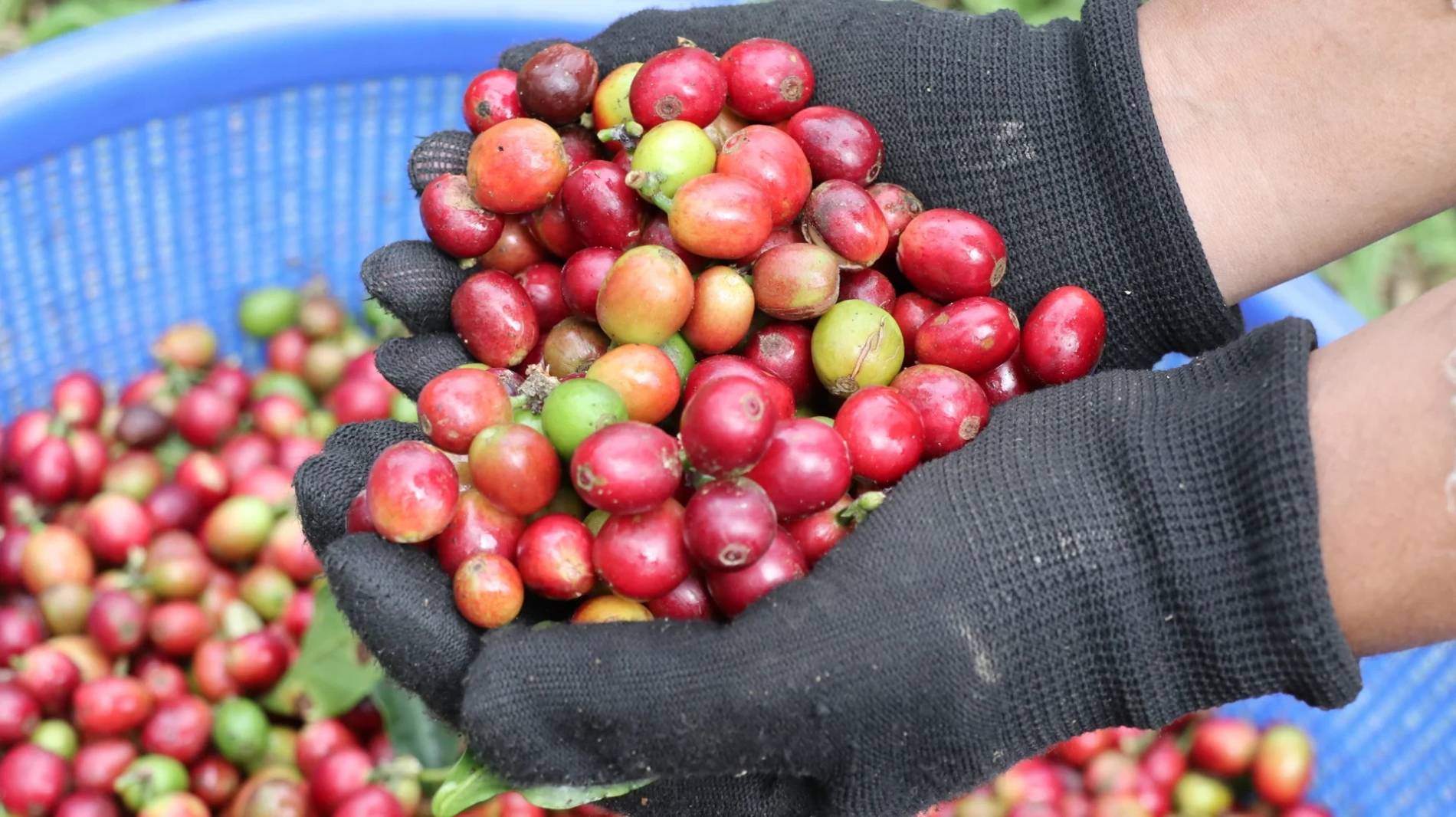 Gi&aacute; c&agrave; ph&ecirc; h&ocirc;m nay 22/1: Trong nước đảo chiều giảm mạnh, T&acirc;y Nguy&ecirc;n mất tới 1.400 đồng/kg (Ảnh minh họa)