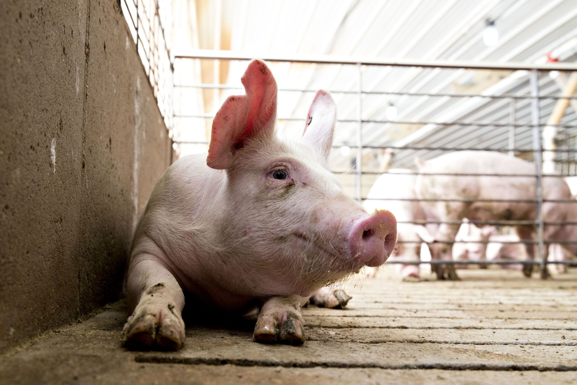 Gi&aacute; heo hơi h&ocirc;m nay 22/1: Tiếp đ&agrave; tăng, miền Bắc chạm mốc cao nhất 78.000 đồng/kg (Ảnh minh họa)