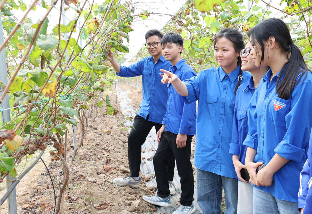 Trồng nho ứng dụng c&ocirc;ng nghệ cao cho hiệu quả kinh tế.