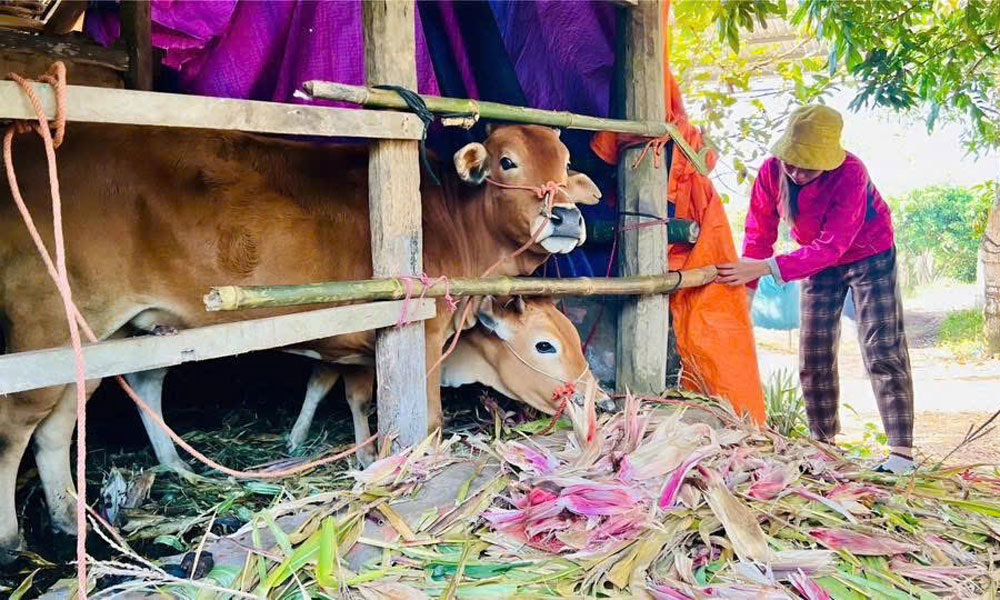 Bắc Ninh: Chủ động phòng, chống rét đậm, rét hại cho cây trồng, vật nuôi