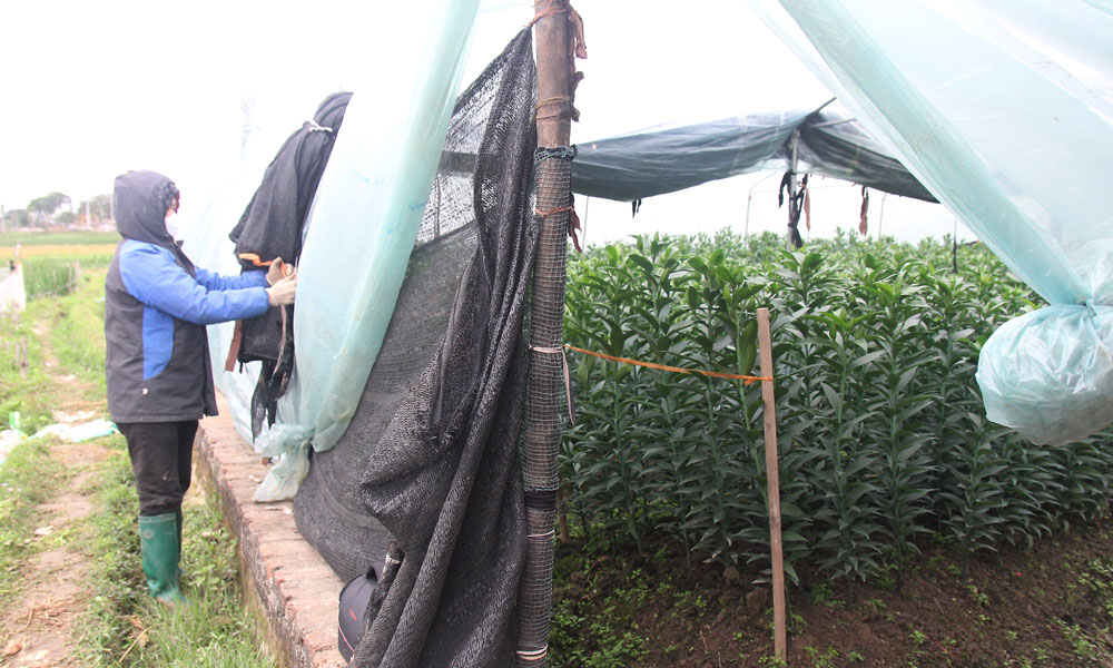 N&ocirc;ng d&acirc;n tổ d&acirc;n phố Ph&uacute; Gi&atilde;, phường Đa Mai d&ugrave;ng ni- l&ocirc;ng che chắn vườn hoa ly.