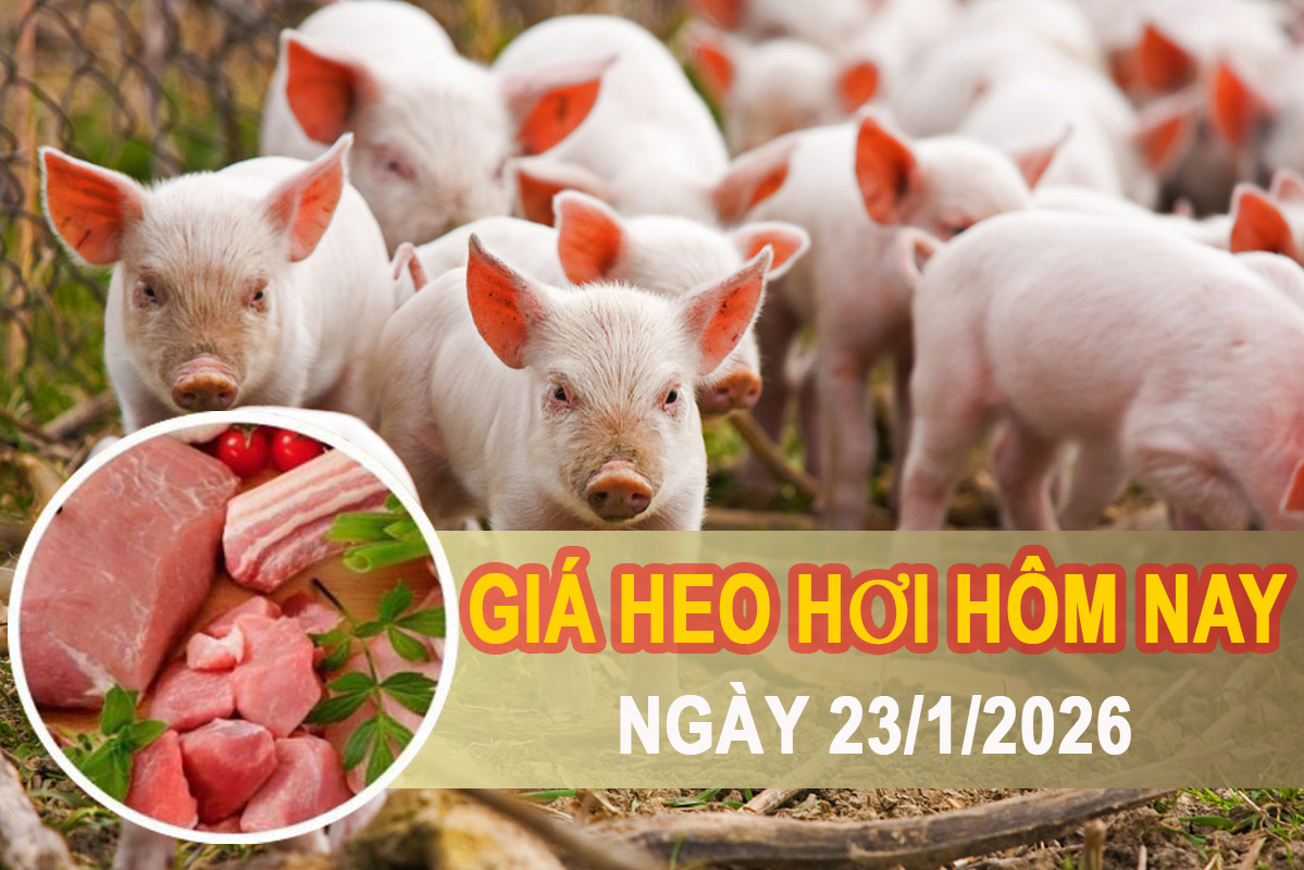 Giá heo hơi hôm nay 23/1: Miền Bắc liên tiếp lập đỉnh, thị trường duy trì đà tăng