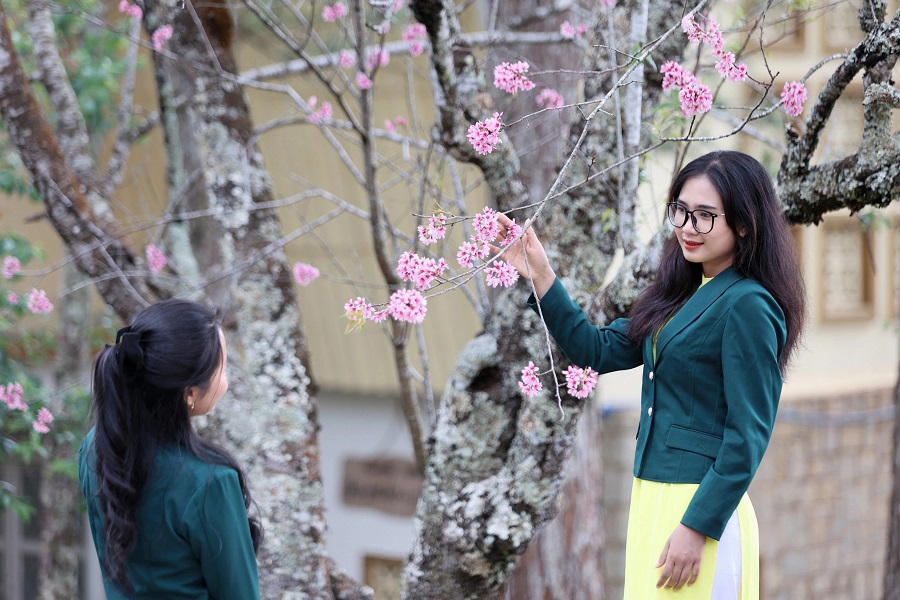 Lâm Đồng: Khai mạc chương trình “Hoa mai anh đào chắp cánh thương hiệu Đà Lạt”