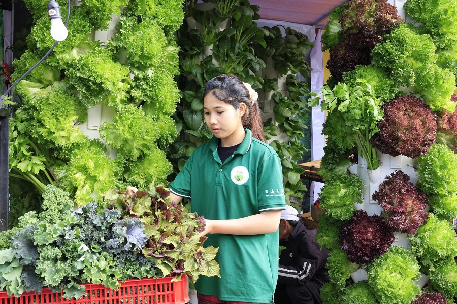 Quầy trưng bày, giới thiệu các sản phẩm rau Đà Lạt tại chương trình “Hoa mai anh đào chắp cánh thương hiệu Đà Lạt” Quầy trưng bày, giới thiệu các sản phẩm rau Đà Lạt tại chương trình “Hoa mai anh đào chắp cánh thương hiệu Đà Lạt”