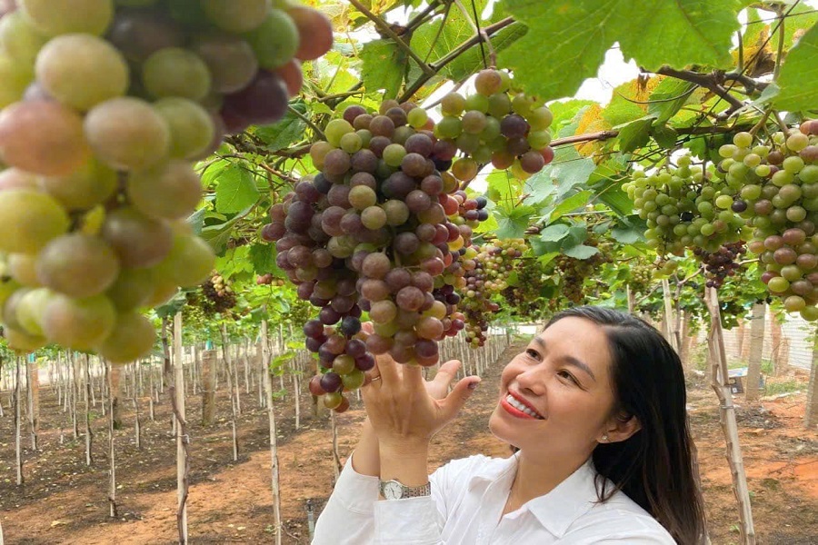 Vy Vy Farm - xã Hòa Thắng Vy Vy Farm - xã Hòa Thắng