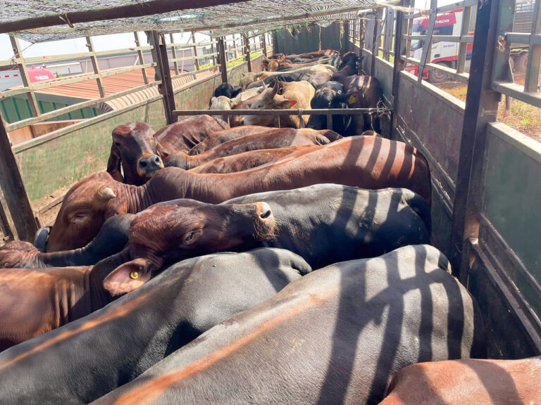 . C&aacute;c l&ocirc; b&ograve; được vận chuyển đa dạng về chủng loại v&agrave; đặc t&iacute;nh