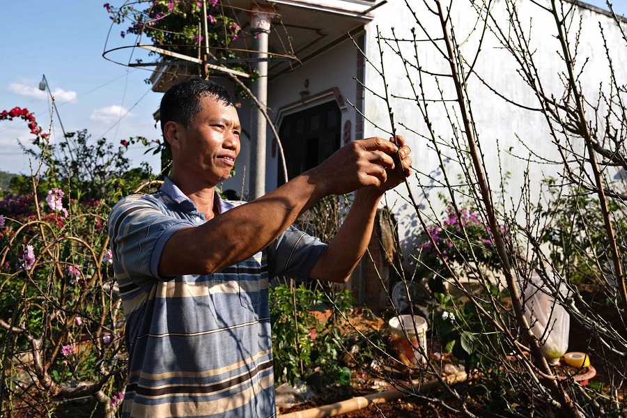 Anh Nguyễn Quang Tuấn, x&atilde; T&acirc;n H&agrave; L&acirc;m H&agrave; cho biết, thời tiết năm nay kh&aacute; hồi hộp cho người trồng đ&agrave;o. Việc tuốt l&aacute; để đ&agrave;o đơm b&ocirc;ng đ&uacute;ng dịp Xu&acirc;n về cũng l&agrave; một thử th&aacute;ch