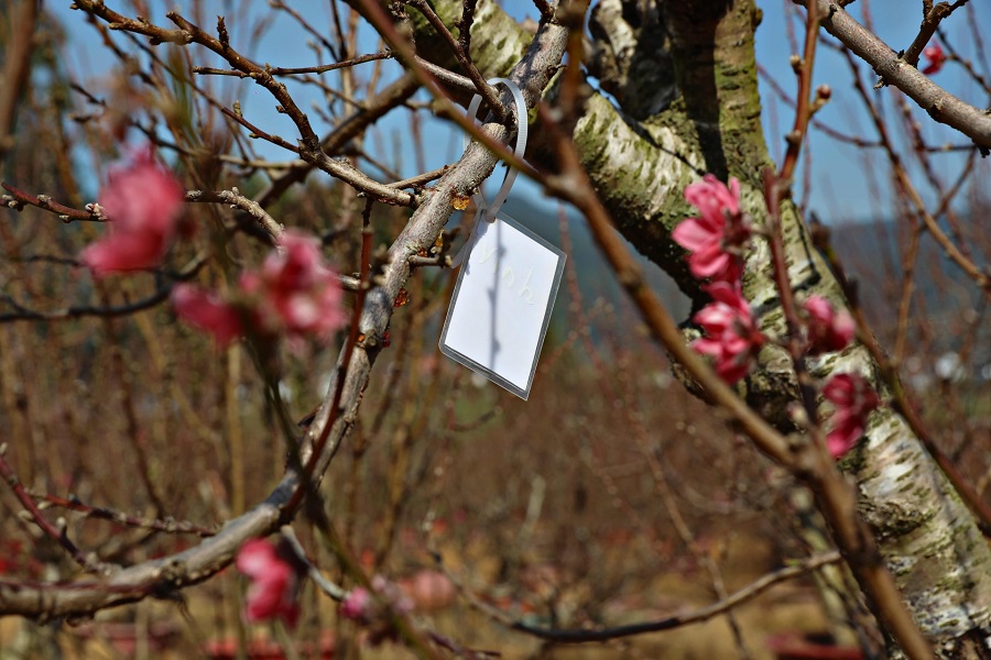 Một c&acirc;y b&iacute;ch đ&agrave;o được người d&acirc;n gửi để chủ vườn chăm s&oacute;c