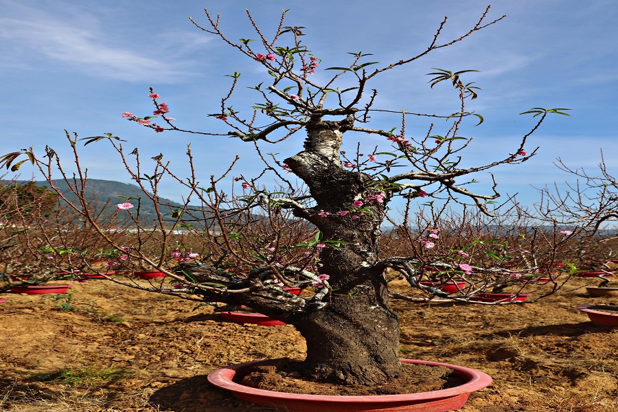 Một gốc đ&agrave;o cổ thụ đ&atilde; ra hoa l&aacute;c đ&aacute;c tại vườn đ&agrave;o của &ocirc;ng To&agrave;n tại x&atilde; Hiệp Thạnh