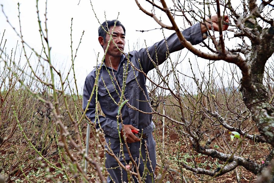 Người trồng đ&agrave;o lặt l&aacute;, tỉa c&agrave;nh, đưa đ&agrave;o v&agrave;o chậu. D&ugrave; thời tiết chưa thuận lợi nhưng người trồng đ&agrave;o c&oacute; kinh nghiệm ho&agrave;n to&agrave;n c&oacute; thể 