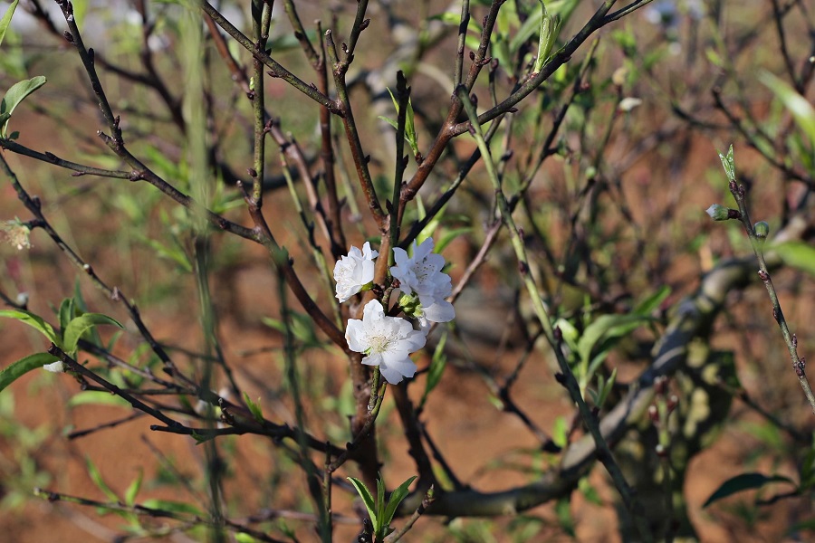 Nhu cầu người d&acirc;n ng&agrave;y một đa dạng, ngo&agrave;i b&iacute;ch đ&agrave;o, đ&agrave;o Nhật T&acirc;n,..c&aacute;c nh&agrave; vườn cũng trồng th&ecirc;m bạch đ&agrave;o để phục vụ thị trường tết năm nay